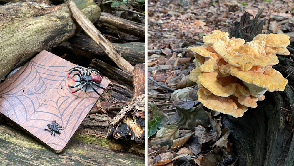 Paddestoelen en zwammen