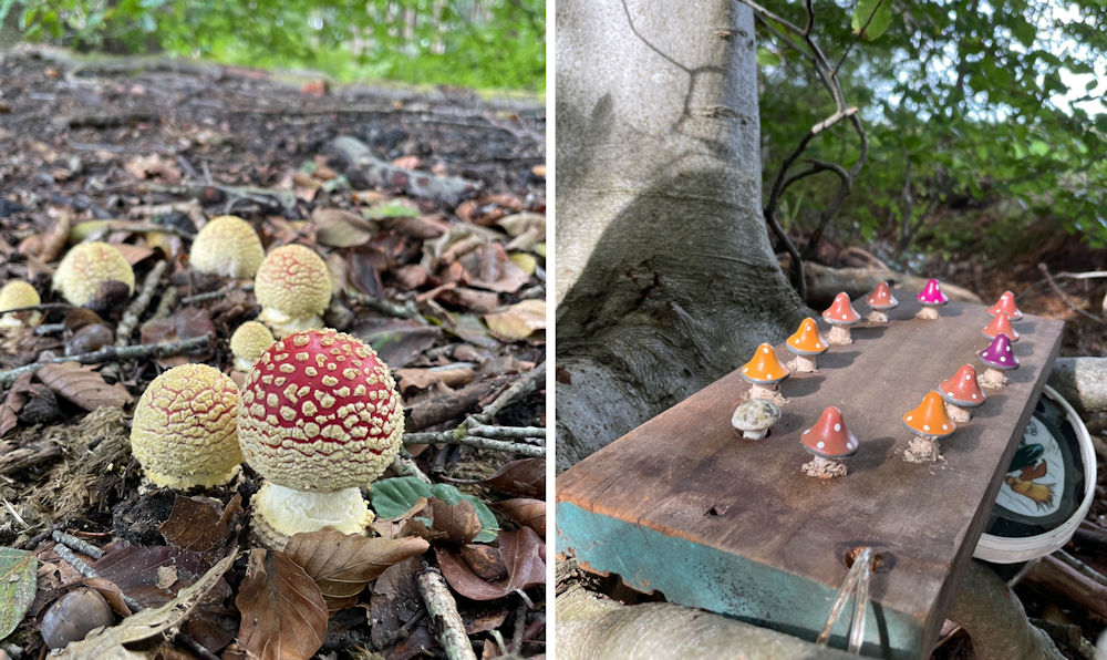 Paddestoelen bonuscache