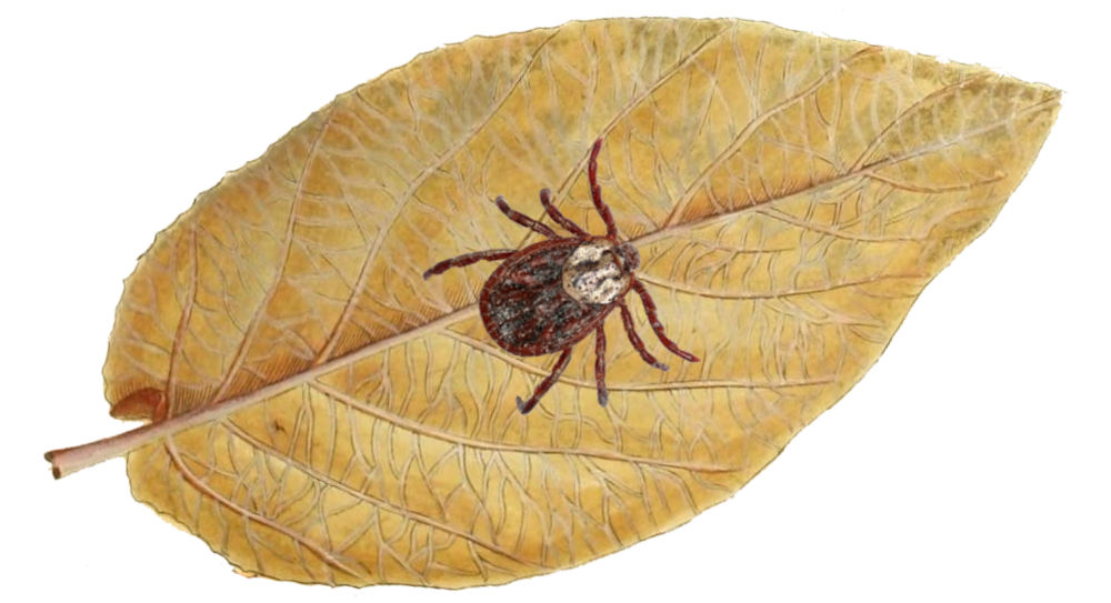 Teek herkennen en verwijderen